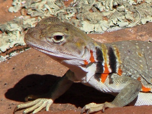 Arizona Lizard
